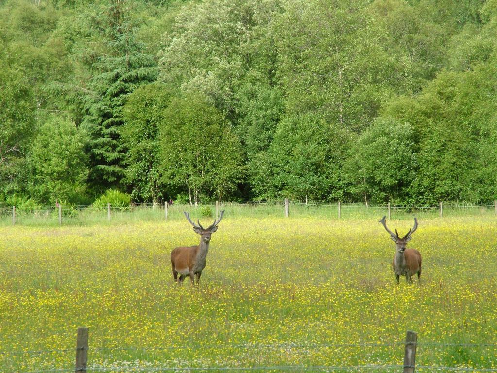 Inverawe Cottages Taynuilt Esterno foto
